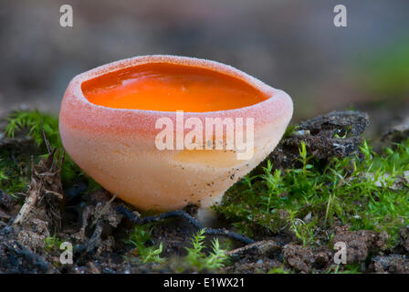 Buccia di arancia fungo, Aleuria aurantia - Cup a forma di fungo presente sul terreno a Beaver Lake Victoria BC Foto Stock