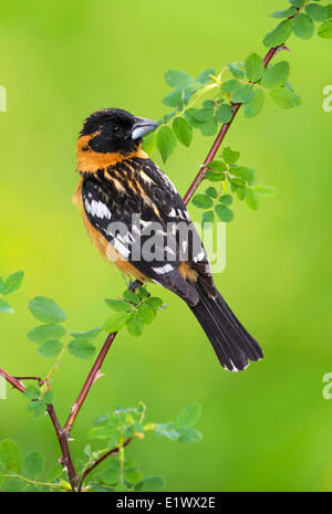 Maschio nero-guidato Grosbeak sul pesce persico - Saanich BC Foto Stock