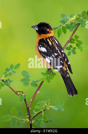 Maschio nero-guidato Grosbeak sul pesce persico - Saanich BC Foto Stock