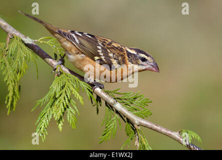 Femmina nera con testa Grosbeak sul pesce persico - Saanich BC Foto Stock