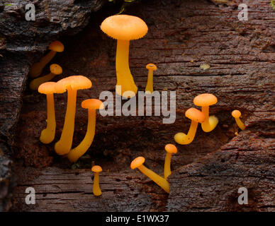 Aurantiaca Chrysomphalina funghi - Beaver Lake Victoria BC Foto Stock