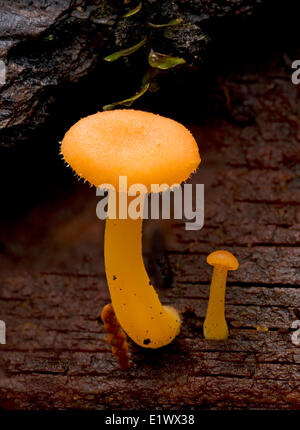 Aurantiaca Chrysomphalina funghi - Beaver Lake Victoria BC Foto Stock