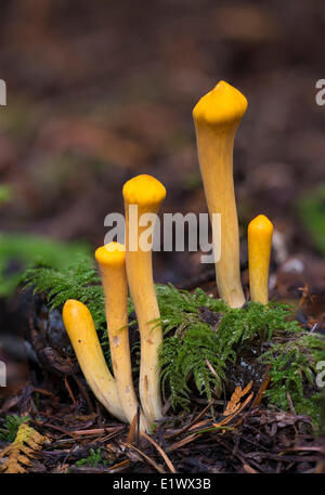Clavariadelphus truncatus - Beaver Lake Victoria BC Foto Stock