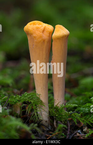 Clavariadelphus truncatus - Beaver Lake Victoria BC Foto Stock