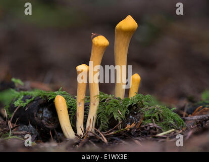Clavariadelphus truncatus - Beaver Lake Victoria BC Foto Stock