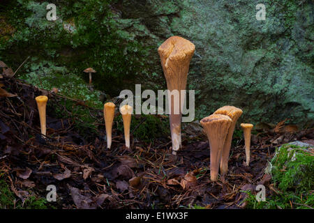 Clavariadelphus truncatus - Beaver Lake Victoria BC Foto Stock