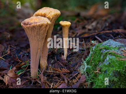Clavariadelphus truncatus - Beaver Lake Victoria BC Foto Stock