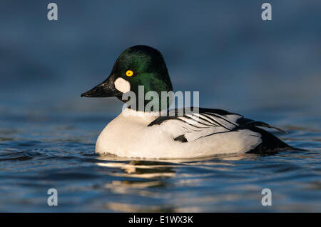 Comune maschio Goldeneye - Esquimalt Laguna, Colwood BC Foto Stock