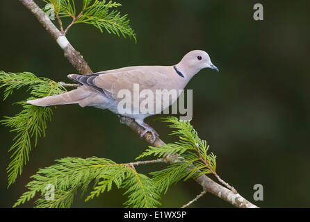 Collare eurasiatica Colomba - Saanich BC Foto Stock