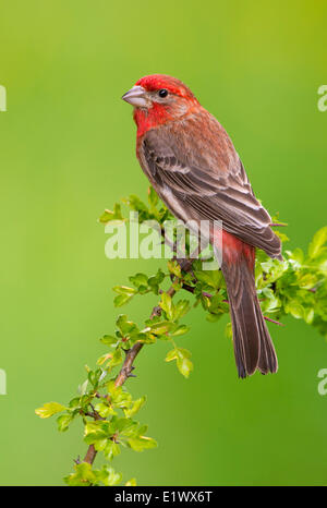 Casa maschio Finch - Saanich BC Foto Stock