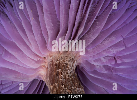 Laccaria amethysteo-occidentalis mushroom - Beaver Lake Victoria BC Foto Stock