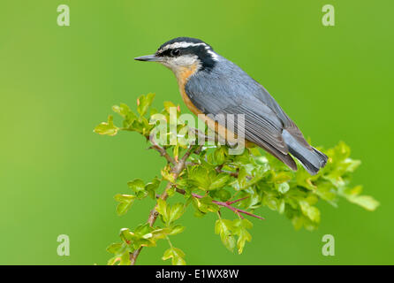 Red-breasted picchio muratore - Saanich BC Foto Stock