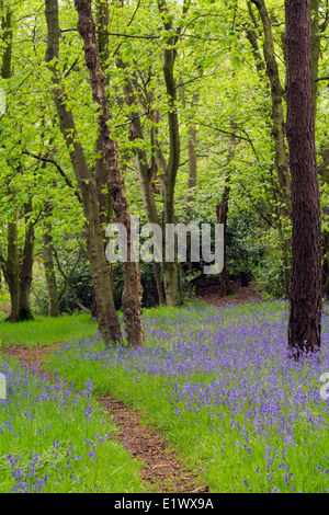 Percorso attraverso il legno bluebell Foto Stock