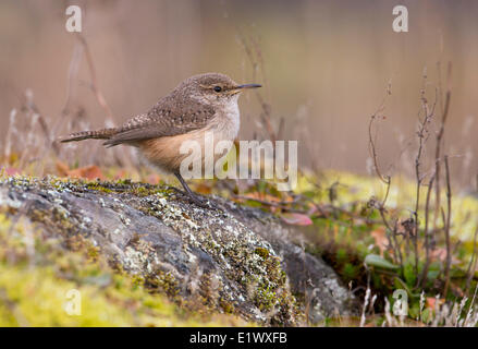 Rock Wren - Natale Hill Park, Saanich BC Foto Stock