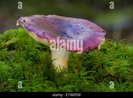 Russula xerampelina mushroom - Beaver Lake Park, Victoria BC Foto Stock