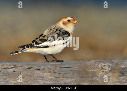 Snow Bunting, Plectrophenax nivalis, Esquimalt Laguna, Colwood BC Foto Stock