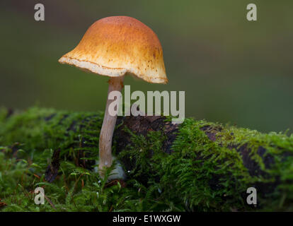 Sconosciuta specie di funghi - Beaver Lake Park, Victoria BC Foto Stock