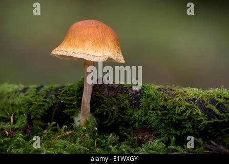 Sconosciuta specie di funghi - Beaver Lake Park, Victoria BC Foto Stock