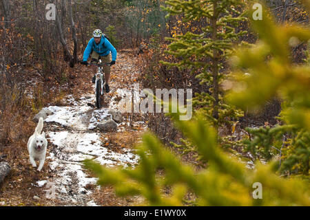 Un maschio di mountain biker giostre incredibili sentieri di Carcross, Yukon durante i colori dell'autunno. Foto Stock