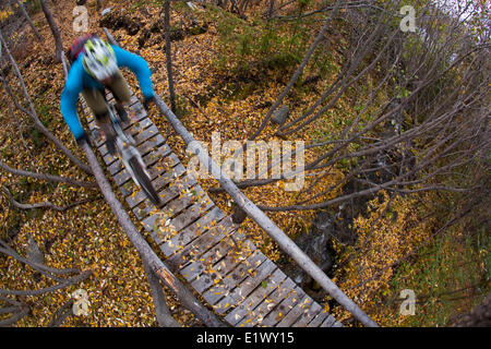 Un maschio di mountain biker giostre incredibili sentieri di Carcross, Yukon durante i colori dell'autunno. Foto Stock