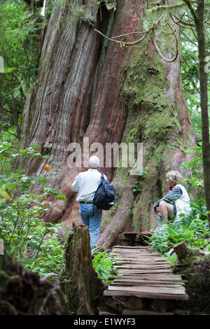 Una coppia senior ispeziona un grande albero di cedro lungo il Boardwalk trail Meares sull isola. Meares Island Pacific Rim National Foto Stock