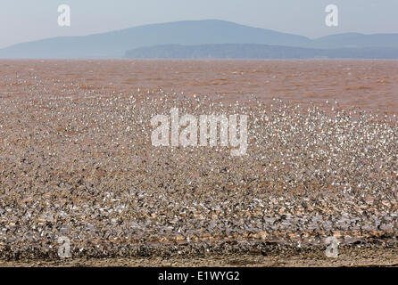 La migrazione Semi-Palmated Sandpipers Johnsons Mills-UNESCO Fundy Riserva della Biosfera posto incredibile Dorchester Cape Bay Fundy nuovo Foto Stock