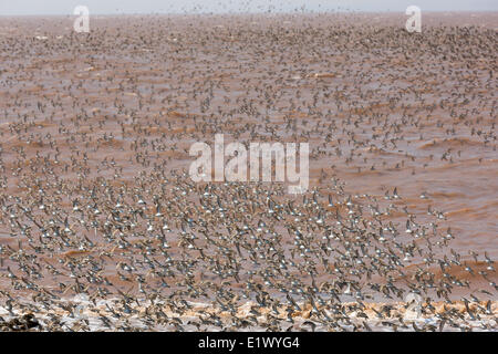 La migrazione Semi-Palmated Sandpipers Johnsons Mills-UNESCO Fundy Riserva della Biosfera posto incredibile Dorchester Cape Bay Fundy nuovo Foto Stock