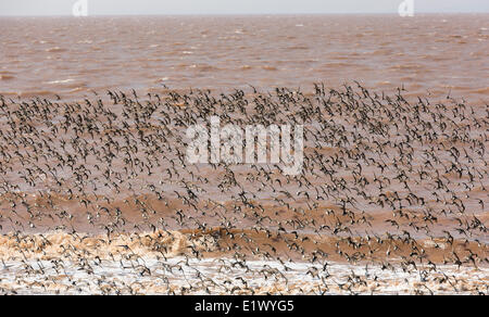 La migrazione Semi-Palmated Sandpipers Johnsons Mills-UNESCO Fundy Riserva della Biosfera posto incredibile Dorchester Cape Bay Fundy nuovo Foto Stock