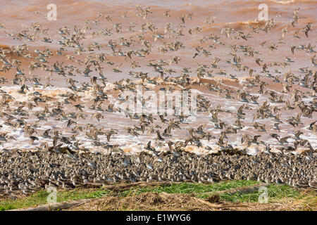 La migrazione Semi-Palmated Sandpipers Johnsons Mills-UNESCO Fundy Riserva della Biosfera posto incredibile Dorchester Cape Bay Fundy nuovo Foto Stock