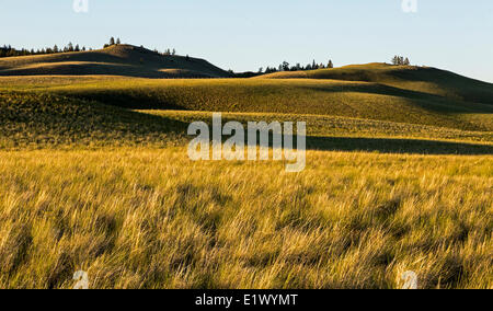 La British Columbia, Canada, BC praterie, Foto Stock