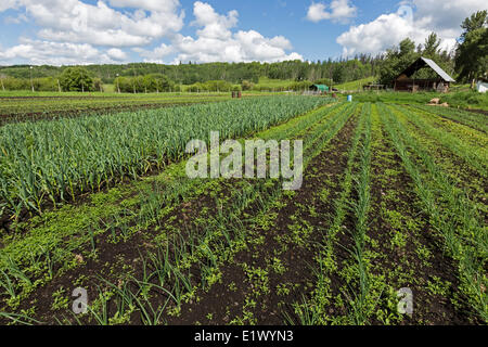 Canada, British Columbia, Cavallo Lago Azienda Agricola Comunitaria Co op, agricoltura biologica, Foto Stock