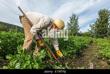 Canada, British Columbia, Cavallo Lago Azienda Agricola Comunitaria, diserbo, patch di patate, agricoltura, diserbo Foto Stock