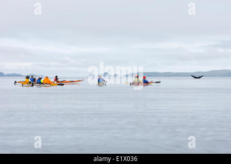 Kayakers guardare come un grande Humpback Whale (Megaptera novaeangliae) suoni nelle acque entro le rotture di Isola del gruppo. Barkley Foto Stock