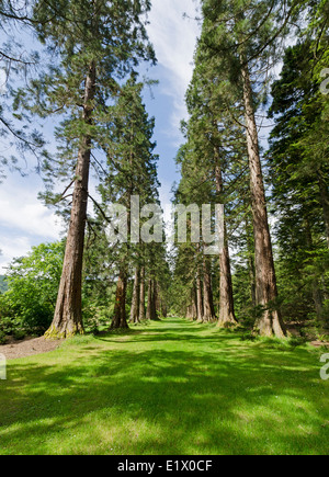 Benmore Botanic Garden redwood avenue Foto Stock