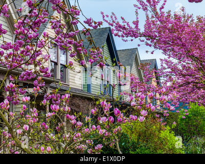 La ciliegia e fiori di magnolia. Strathcona, Vancouver, British Columbia, Canada Foto Stock