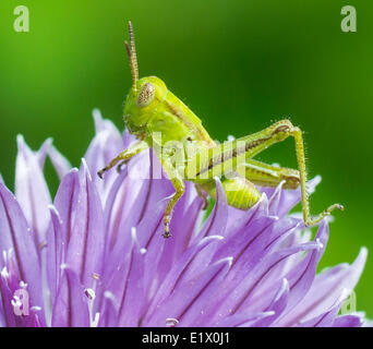 Grasshopper sul fiore di erba cipollina Foto Stock