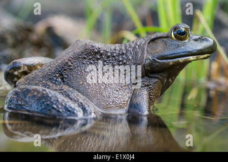 La rana verde, Lithobates clamitans, è una specie di rane nativa per la metà orientale degli Stati Uniti e del Canada Foto Stock