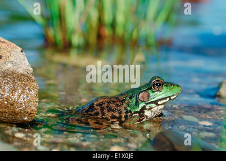 La rana verde, Lithobates clamitans, è una specie di rane nativa per la metà orientale degli Stati Uniti e del Canada Foto Stock