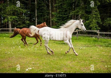 Un arabianand e un cavallo di castagno in esecuzione in un campo verde in Courtenay, British Columbia, Canada Foto Stock