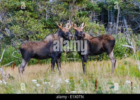 Bull moose (Alces alces) in autunno. Parco Nazionale Gros Morne, Terranova. In Canada. Foto Stock