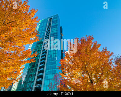 Vancouver torre di uffici e di alberi di acero in autunno, Vancouver, British Columbia, Canada Foto Stock