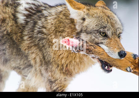 Coyote (Canis latrans) alimentazione sul piede di Elk una precedente kill. La fauna del parco di Yellowstone a Lamar Valley Mammoth cade Wyoming Foto Stock