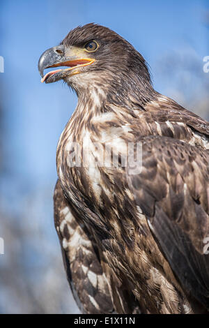 Immaturo aquila calva (Haliaeetus leucocephalus) Foto Stock