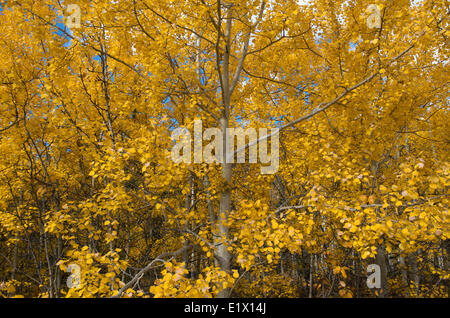 Tremore Aspen (Populus tremuloides), foglie di autunno, vicino Carcross, Yukon Territory, Canada Foto Stock