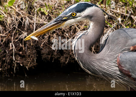 Airone blu con un piccolo pesce in beek, Reifel, il santuario degli uccelli, Delta, British Columbia, Canada Foto Stock