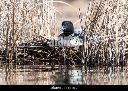 Il comune loon è un uccello che razze nel lontano nord degli Stati Uniti, Canada, sedersi sul nido. Foto Stock