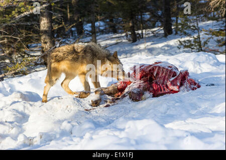 Grigio legname Lupo Lupo (Canis lupus),l'alimentazione sulla carcassa. Bozeman, Montana, USA Foto Stock