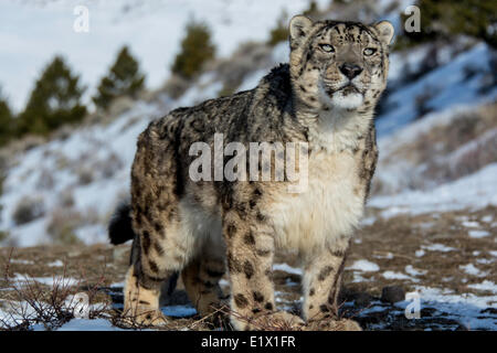 Snow Leopard (Panthera uncia o Uncia uncia), Bozeman, Montana, USA Foto Stock