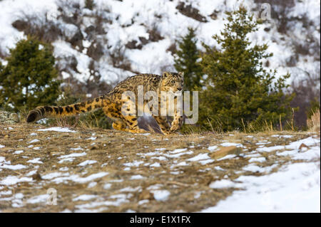 Snow Leopard (Panthera uncia o Uncia uncia), Bozeman, Montana, USA Foto Stock