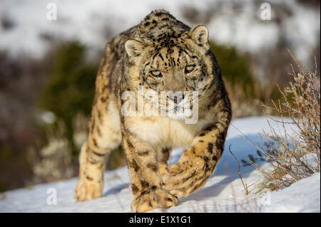 Snow Leopard (Panthera uncia o Uncia uncia), Bozeman, Montana, USA Foto Stock